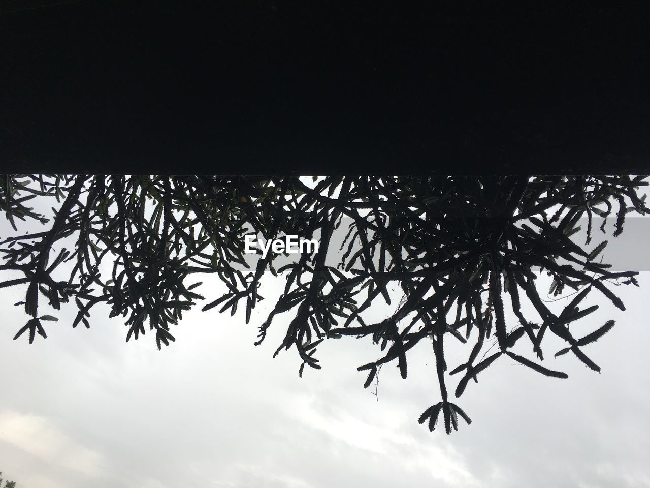 CLOSE-UP LOW ANGLE VIEW OF TREE AGAINST SKY