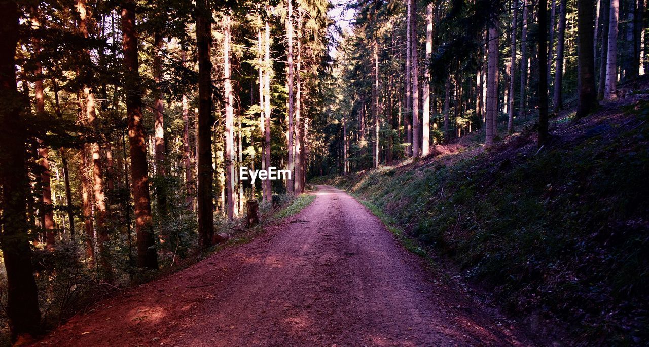 DIRT ROAD IN FOREST