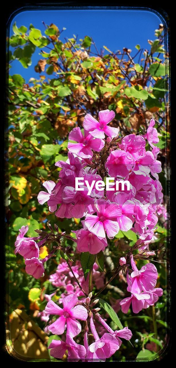 CLOSE-UP OF PINK FLOWERS BLOOMING IN PLANT