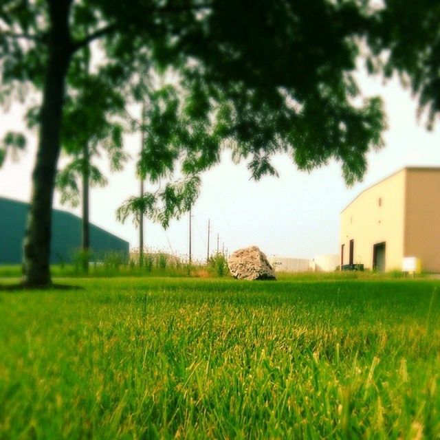 VIEW OF TREES ON GRASSY FIELD