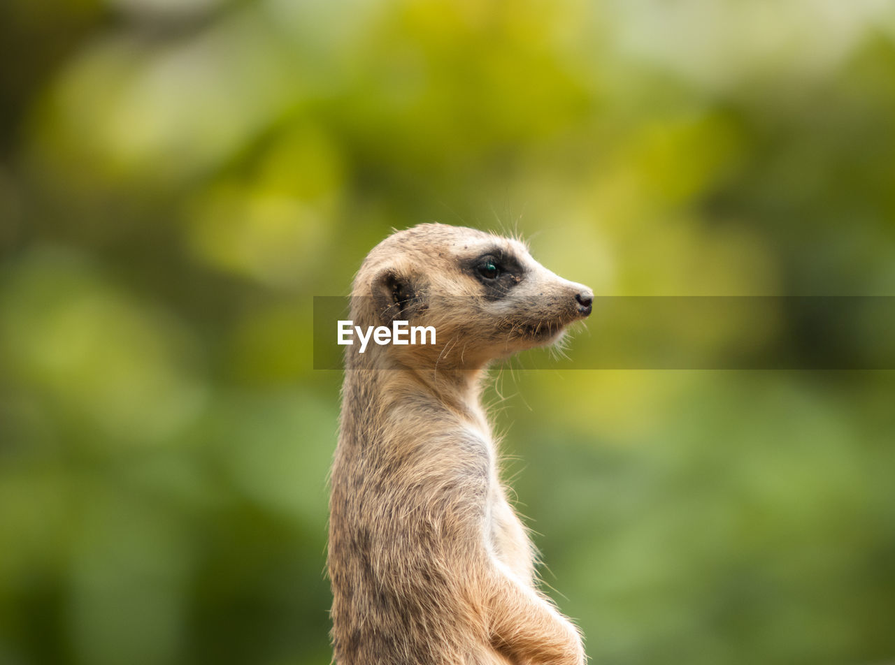 CLOSE-UP OF AN ANIMAL