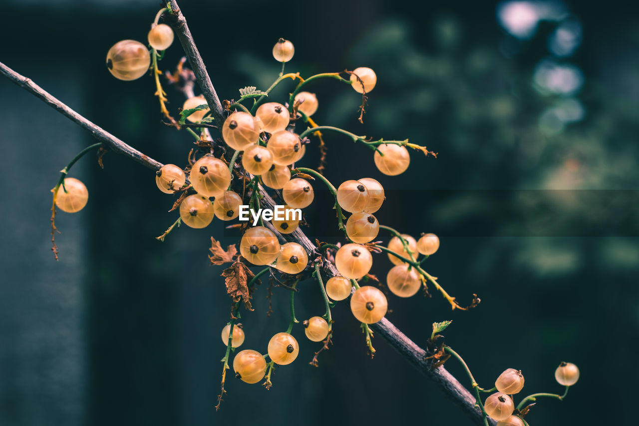 Close-up of berries growing on tree