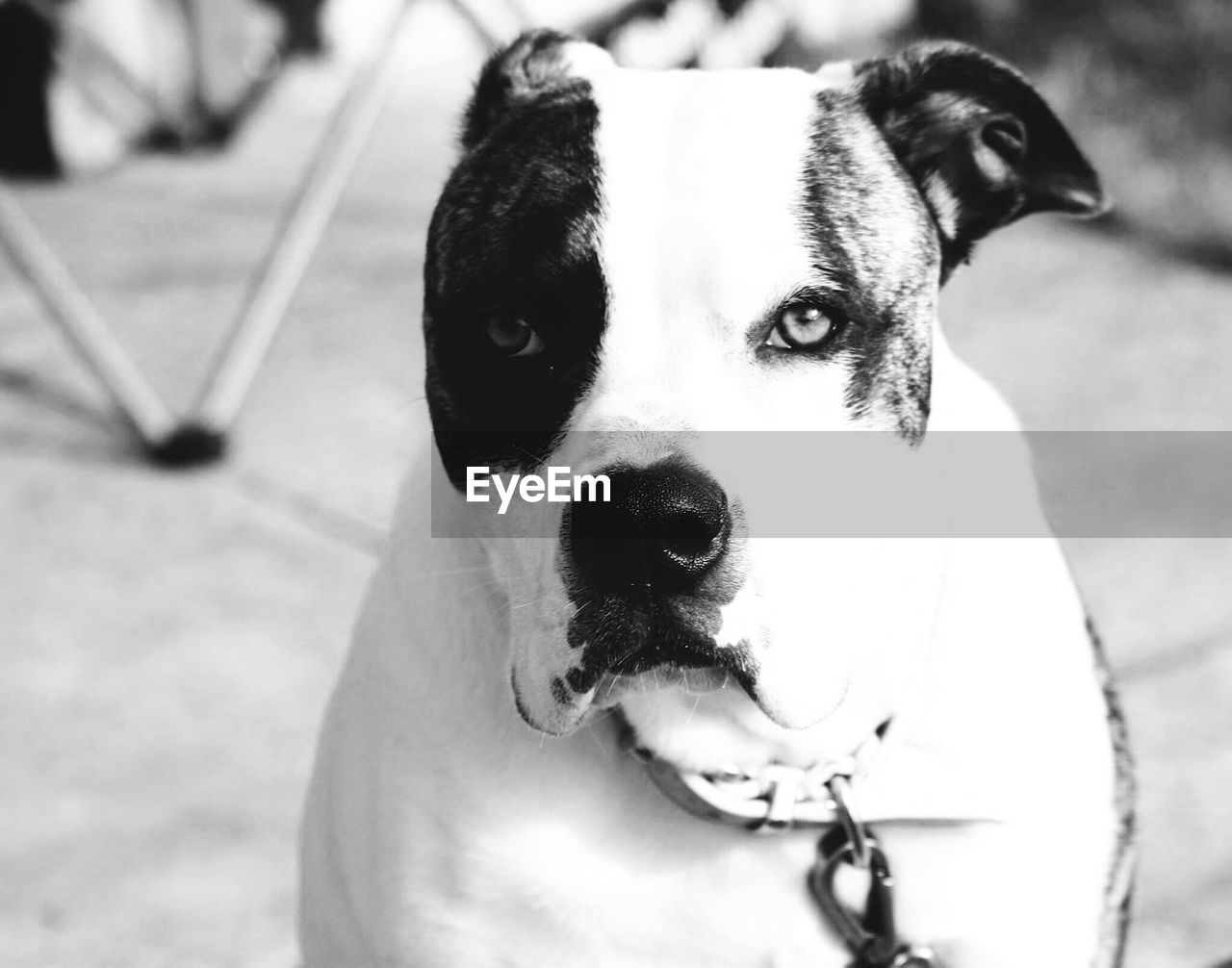 CLOSE-UP OF DOG SITTING OUTDOORS