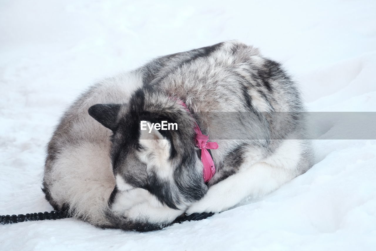 Close-up of cat sleeping on snowy field