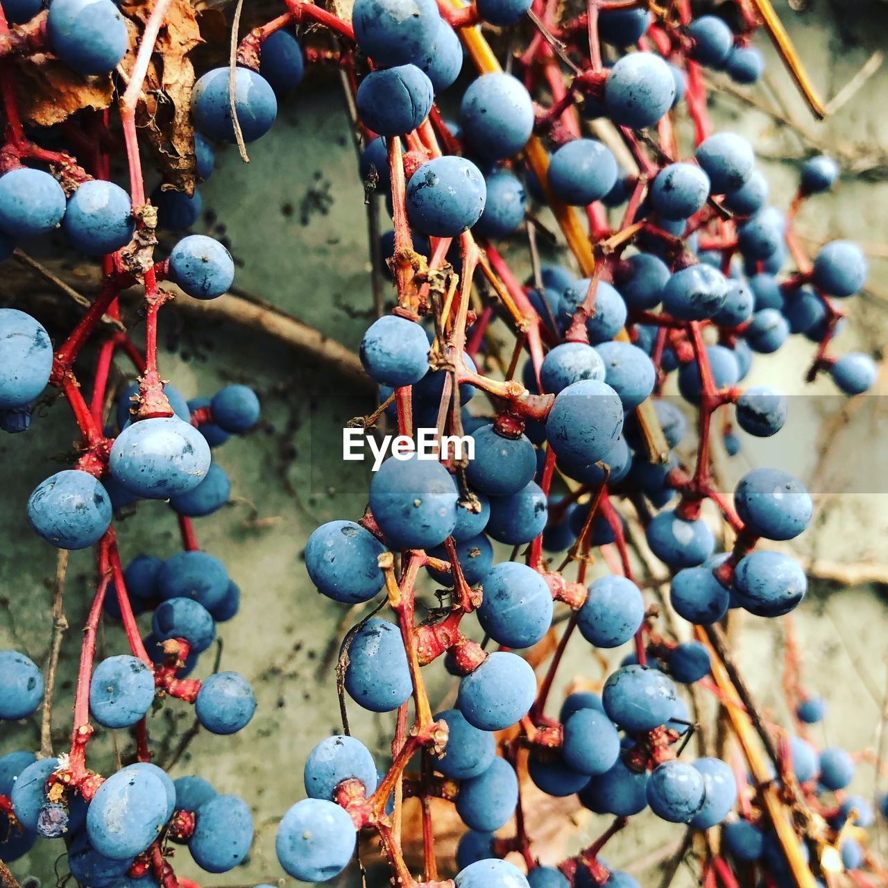 Close-up of berries