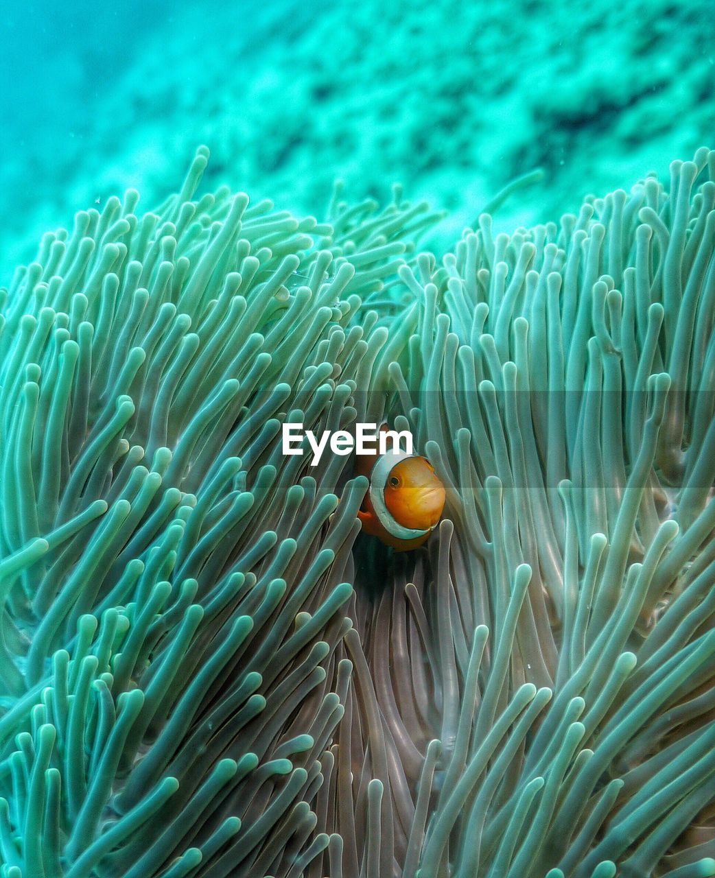 Clown fish hiding amidst sea anemone in sea