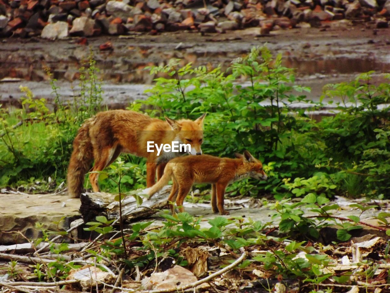 Fox with pup amidst plants on field