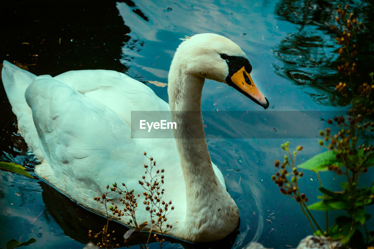 SWAN SWIMMING ON LAKE