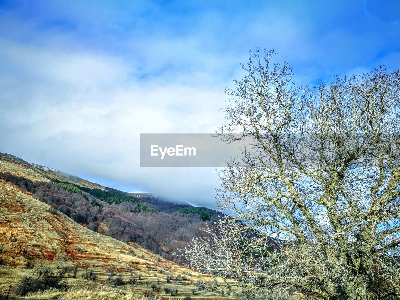 TREES ON LANDSCAPE AGAINST SKY