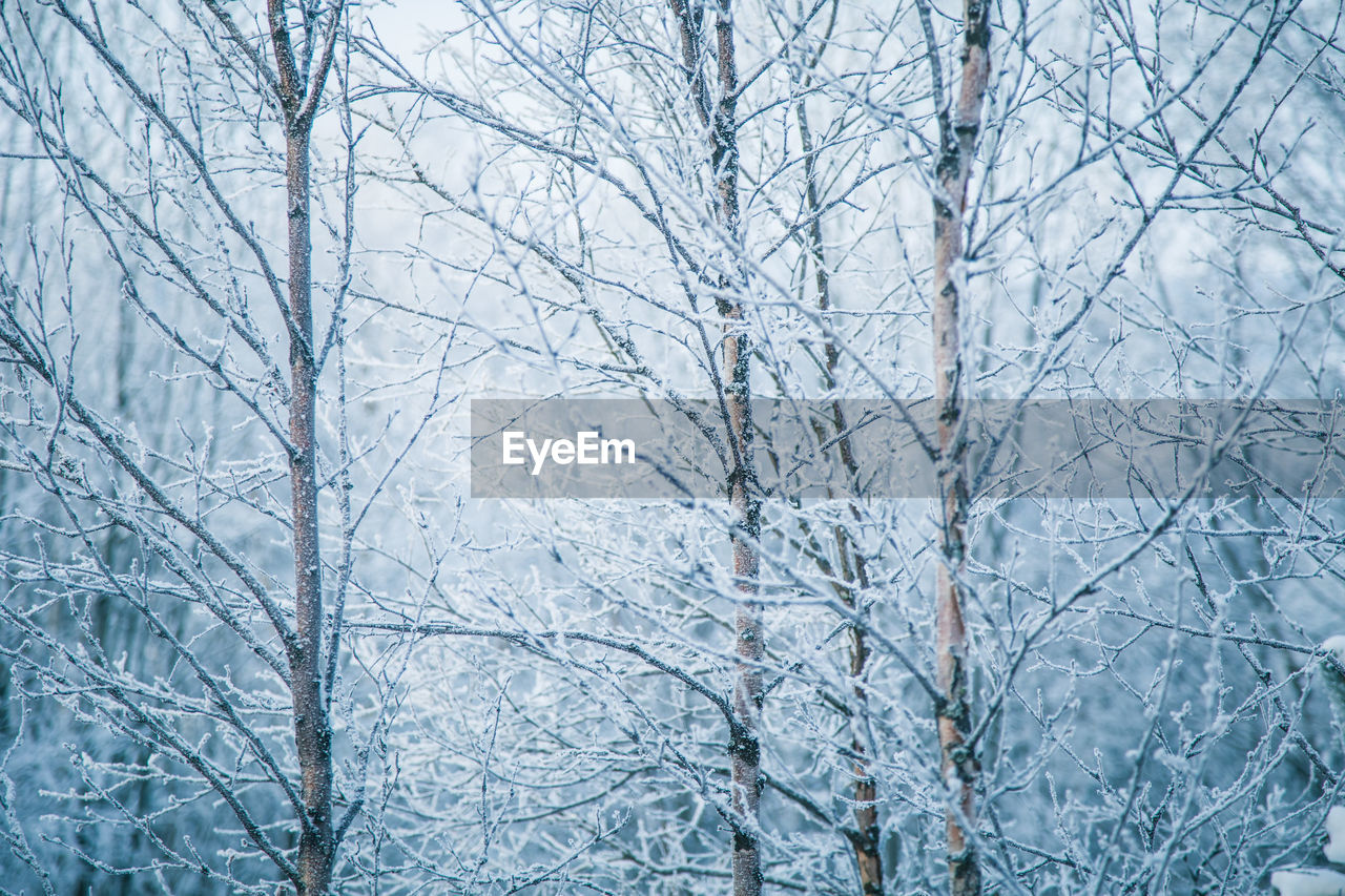 Bare trees covered with snow in forest
