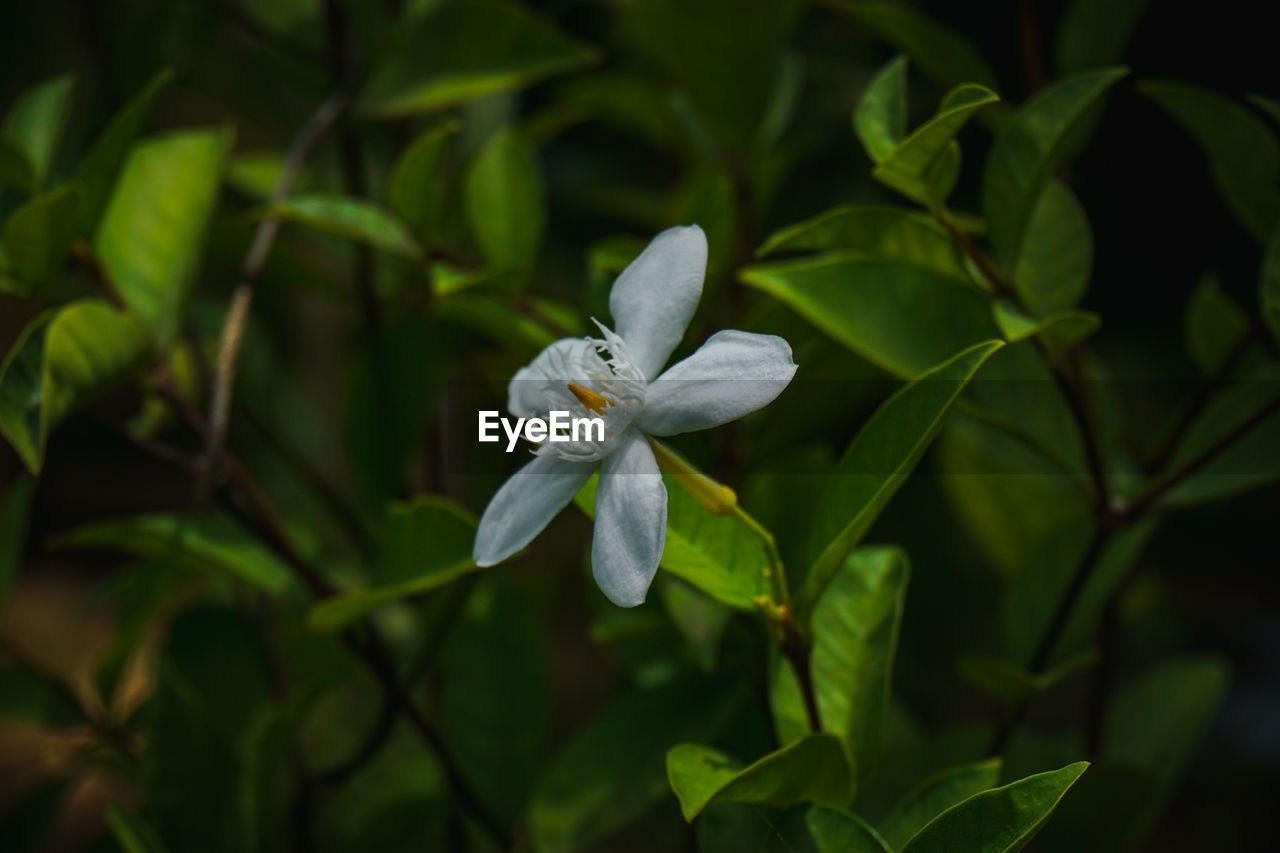 Close-up of white flowering plant