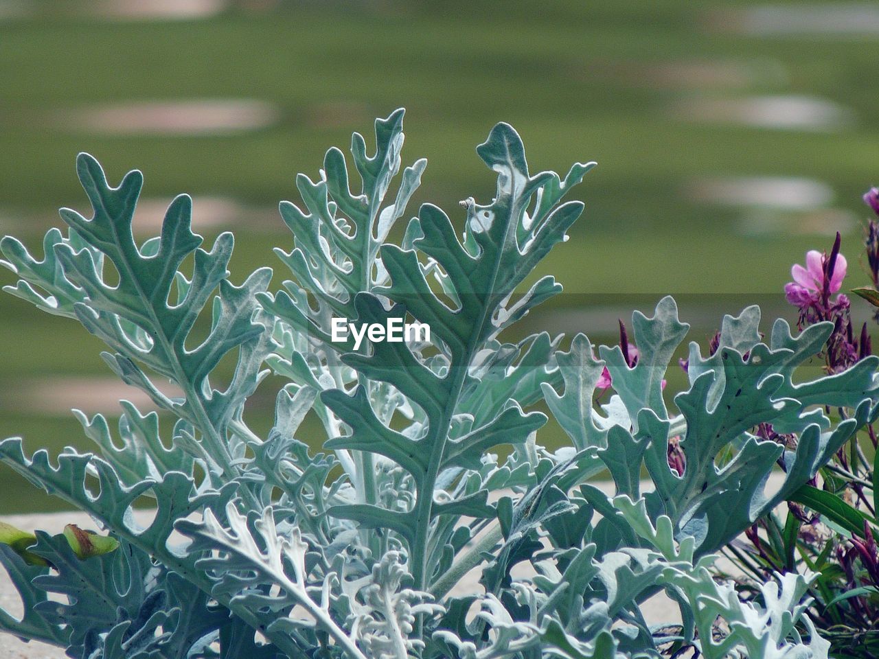 Close-up of purple flowering plants