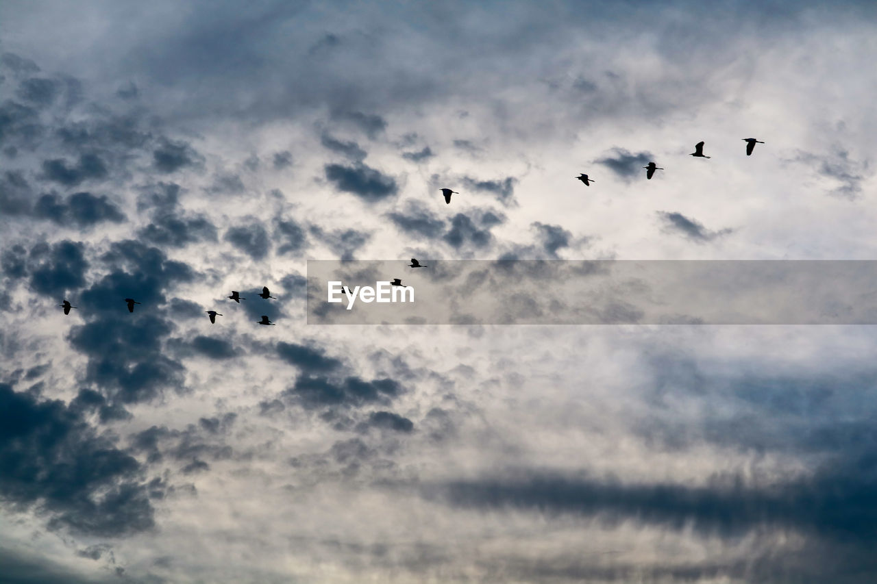 LOW ANGLE VIEW OF BIRDS FLYING IN THE SKY