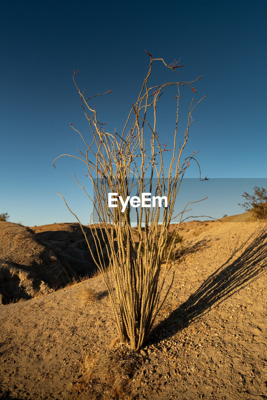 PLANTS GROWING ON LAND AGAINST CLEAR SKY