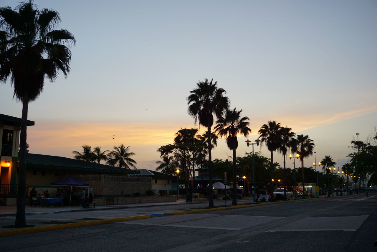 PALM TREES AT SUNSET