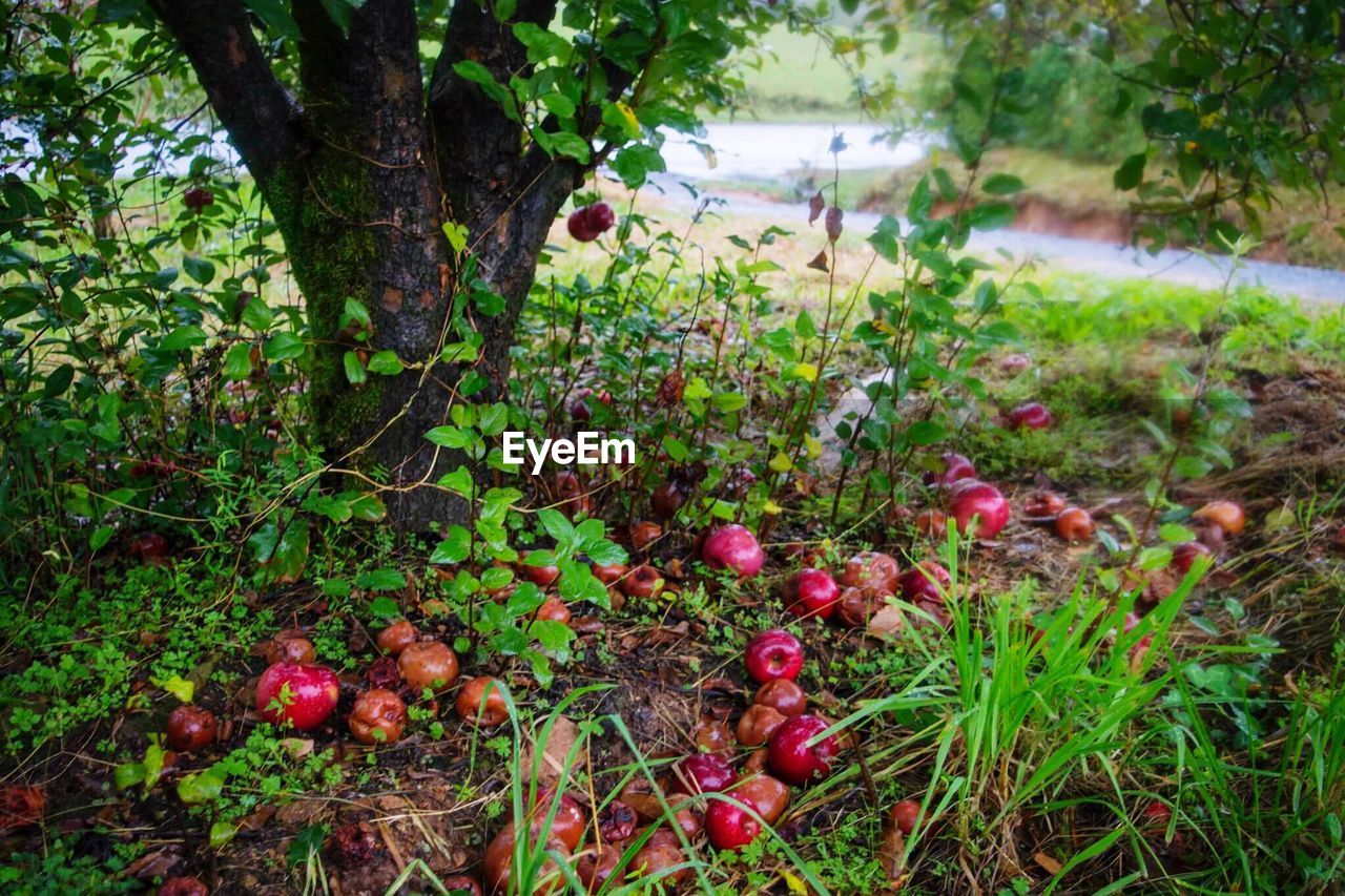 Apples on field