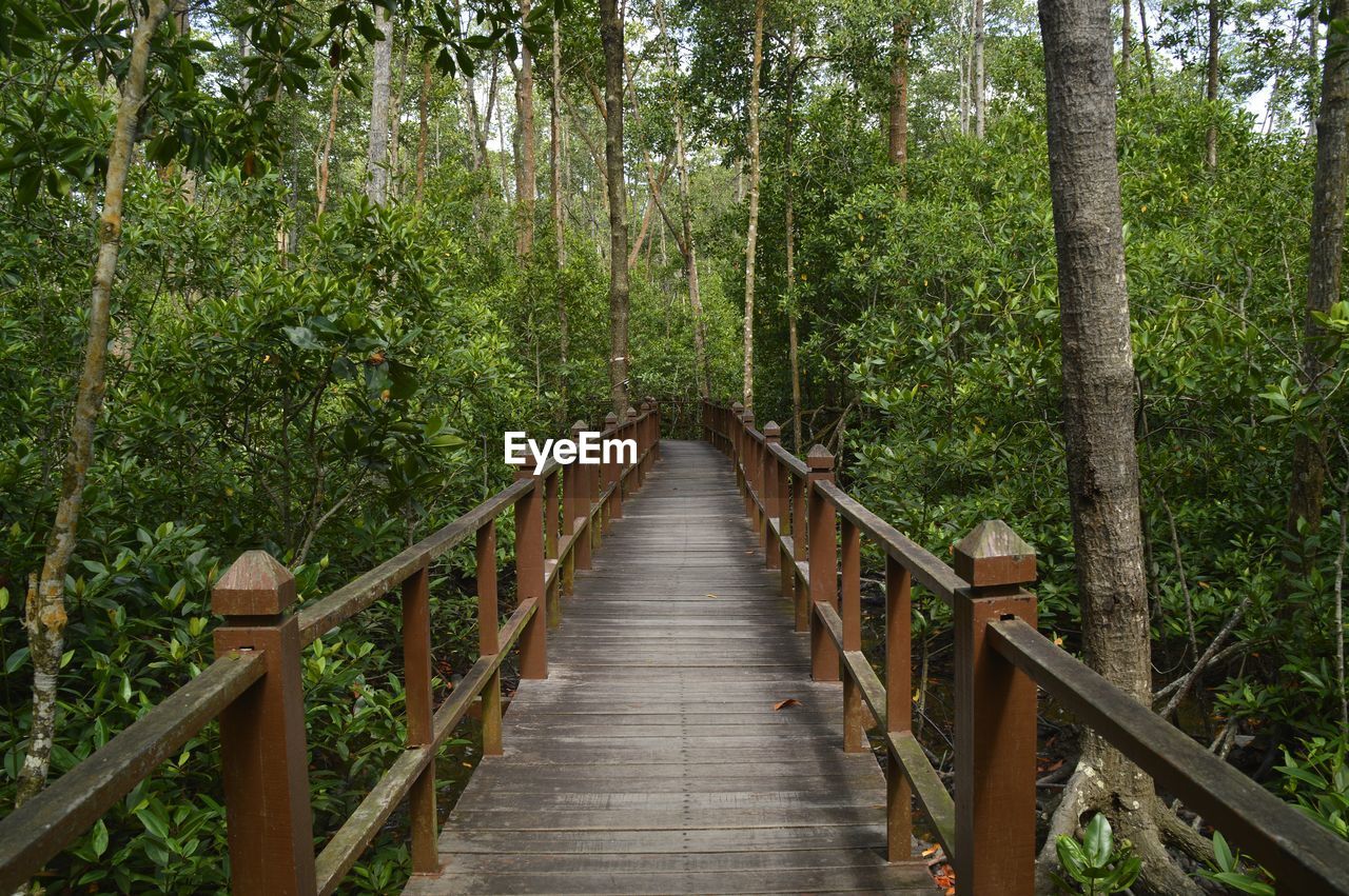 Footbridge amidst trees in forest