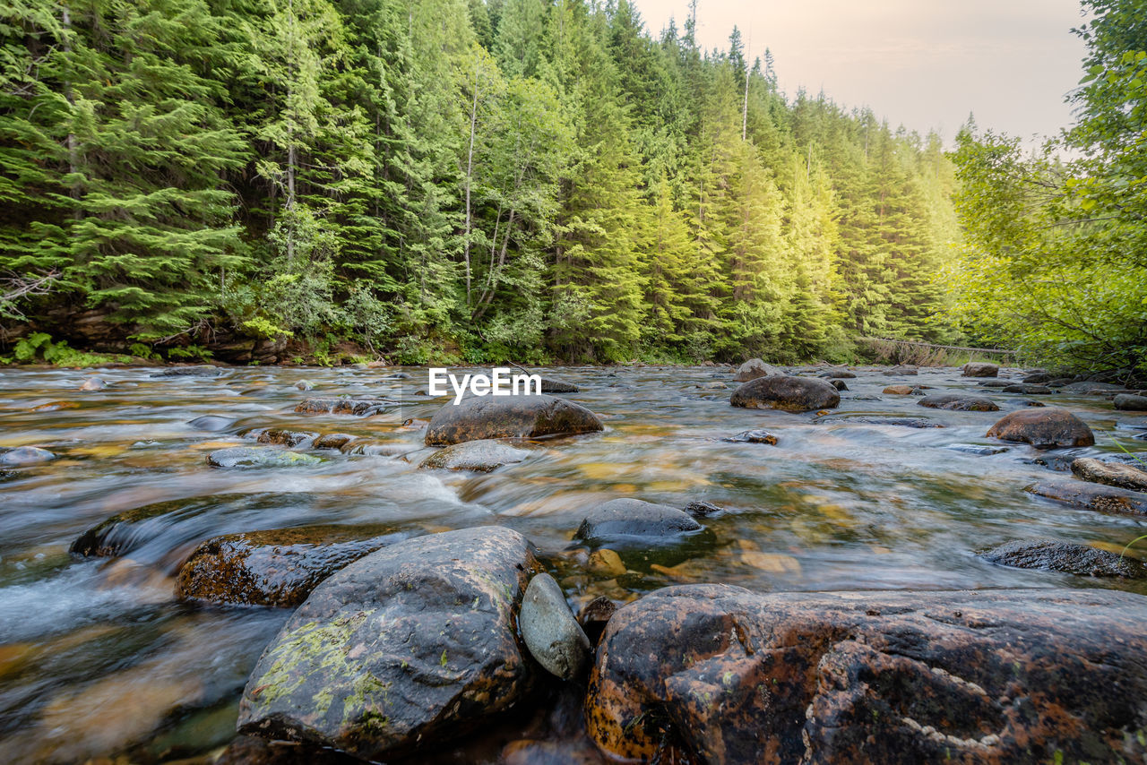 SCENIC VIEW OF RIVER FLOWING IN FOREST