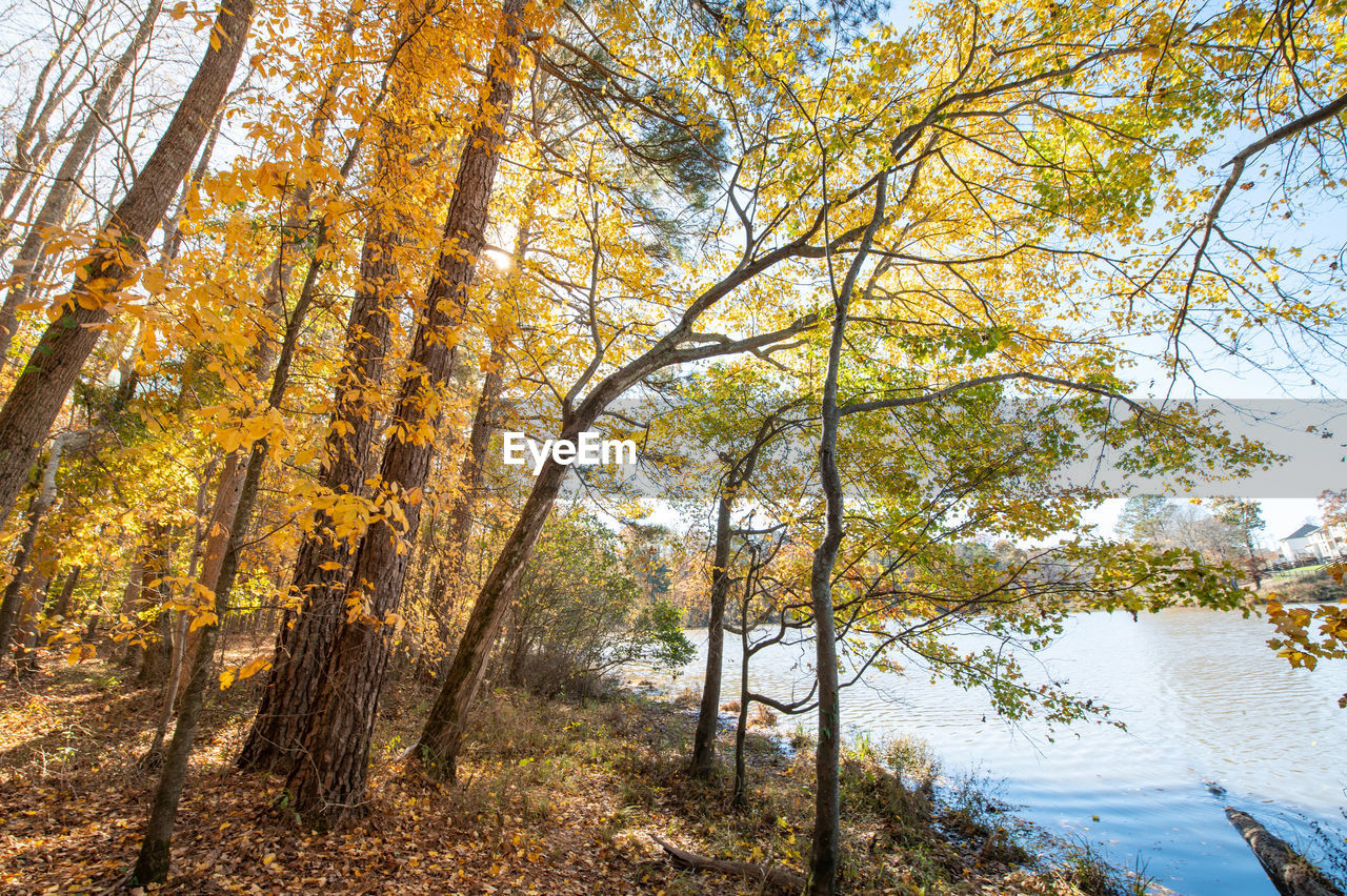 VIEW OF TREES IN FOREST DURING AUTUMN