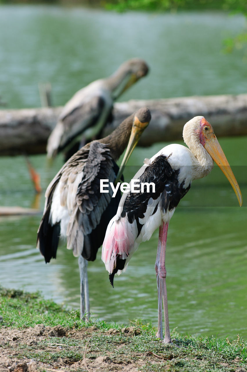 CLOSE-UP OF BIRDS ON LAKE