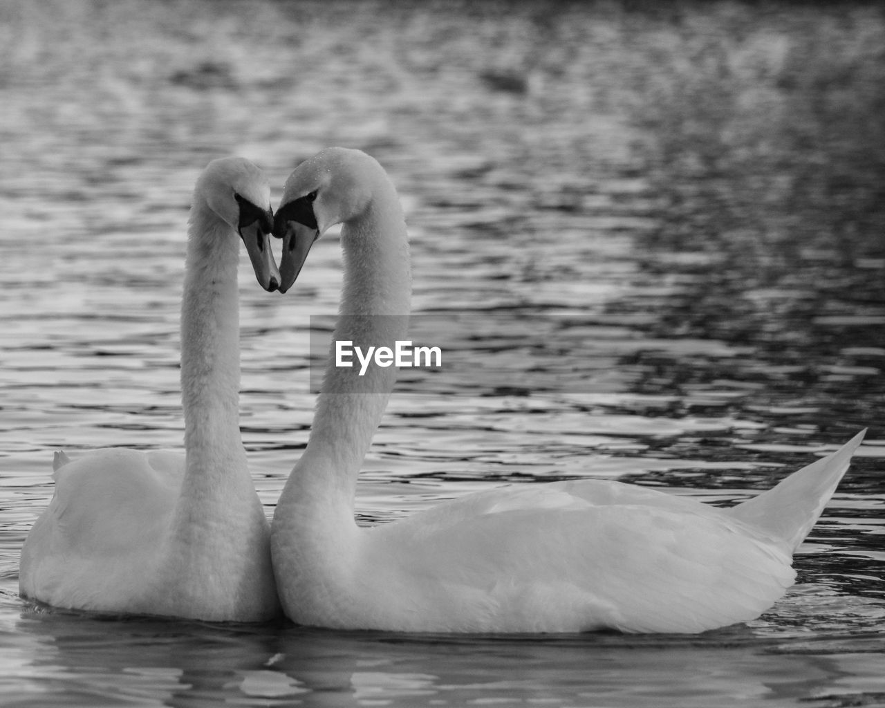 SWAN FLOATING ON WATER