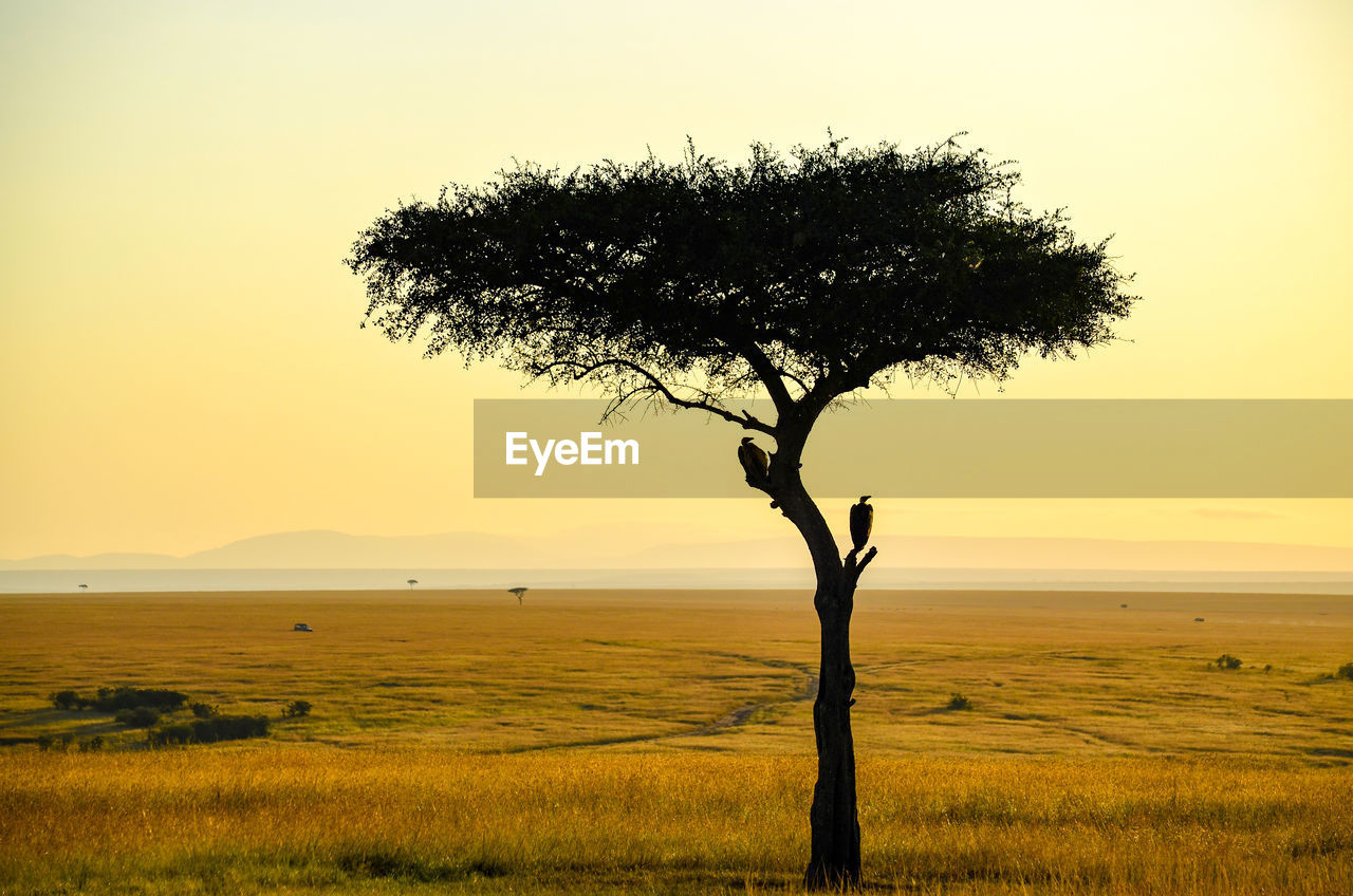 Tree on field against sky during sunset
