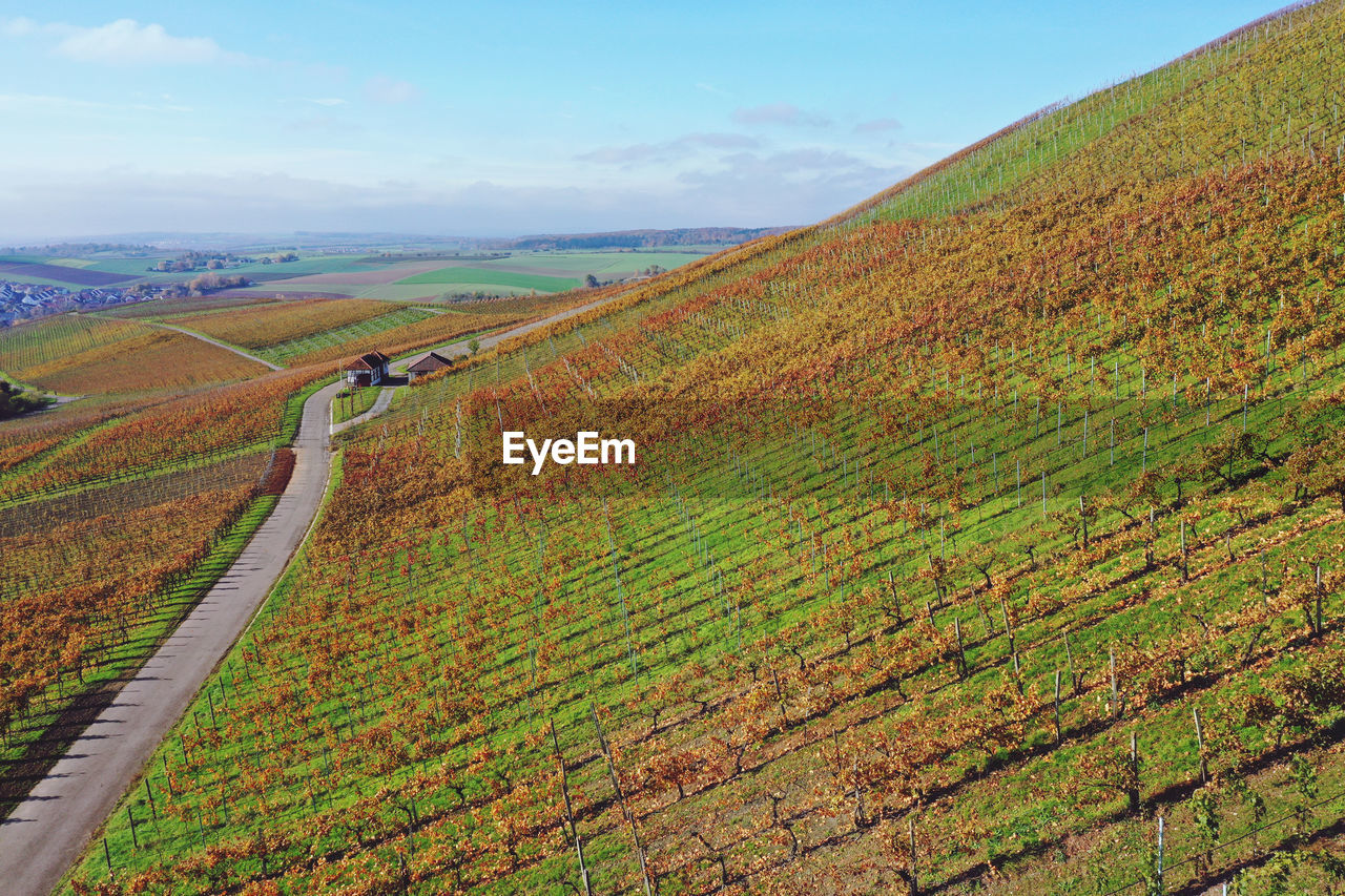 Scenic view of vineyard against sky