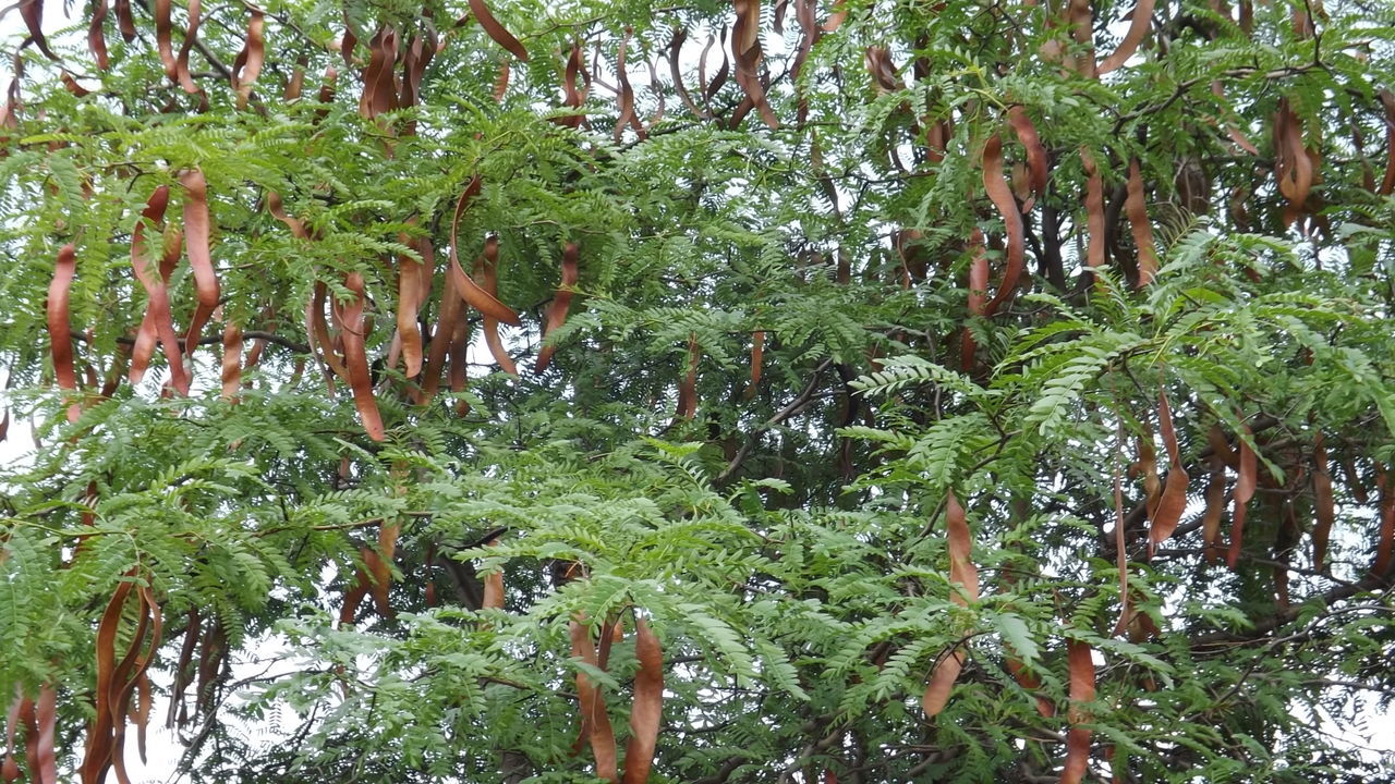 LOW ANGLE VIEW OF TREES