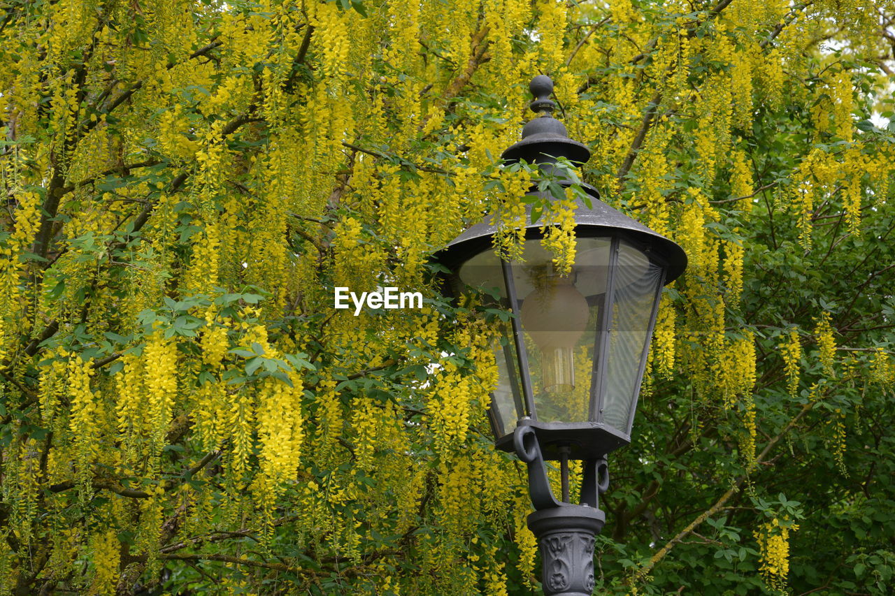 LOW ANGLE VIEW OF STREET LIGHT AGAINST YELLOW TREE