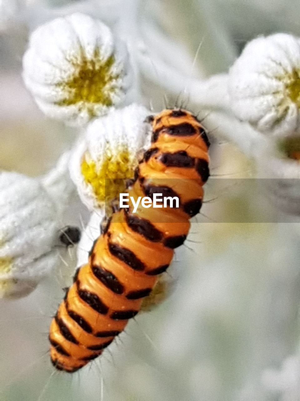 CLOSE-UP OF CATERPILLAR ON A FLOWER