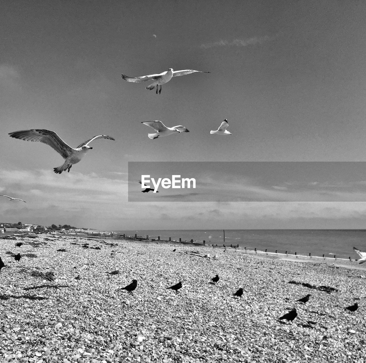 Seagulls flying over beach