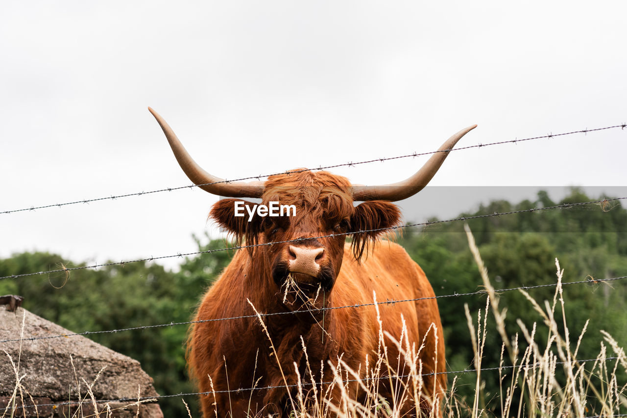 Cow behind the fence