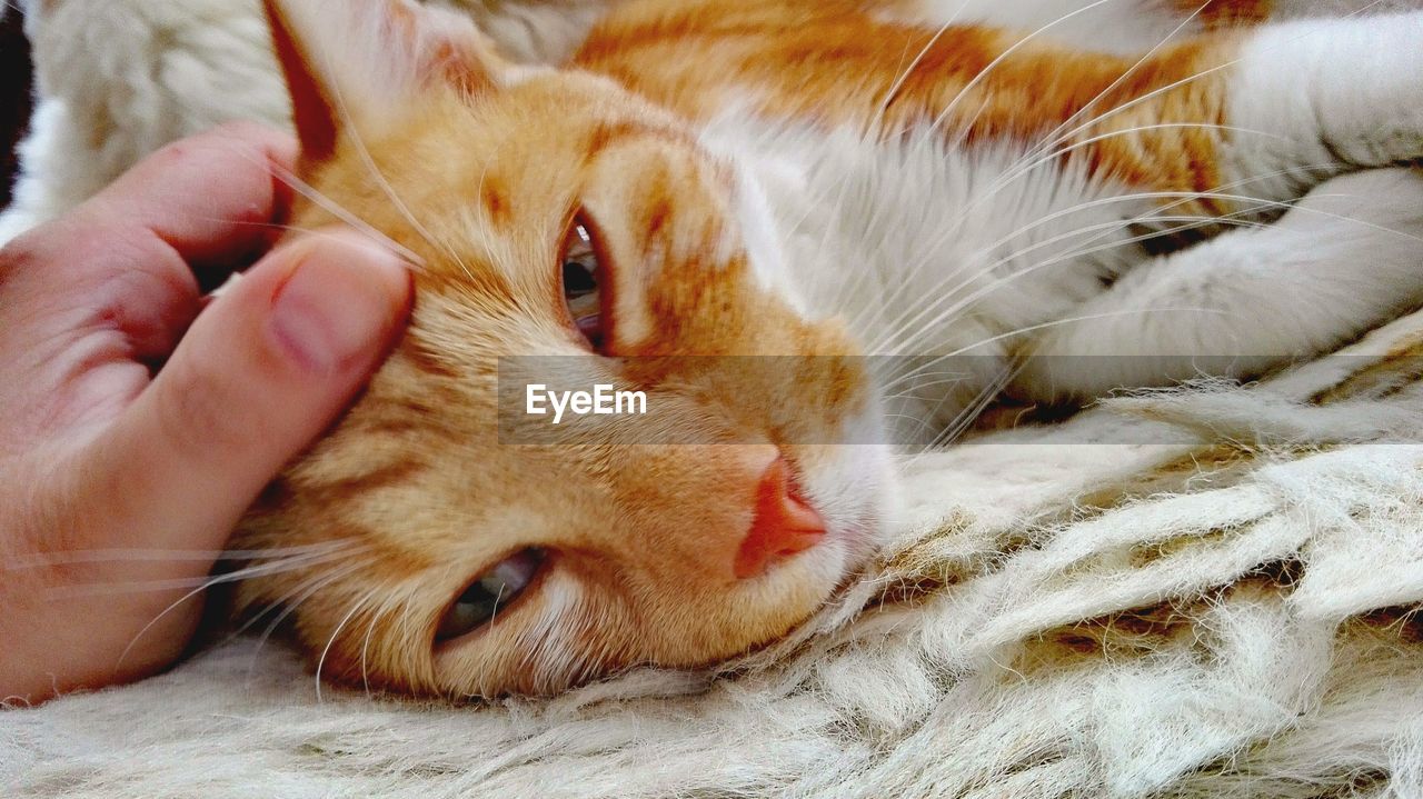 CLOSE-UP OF CAT LYING ON BLANKET