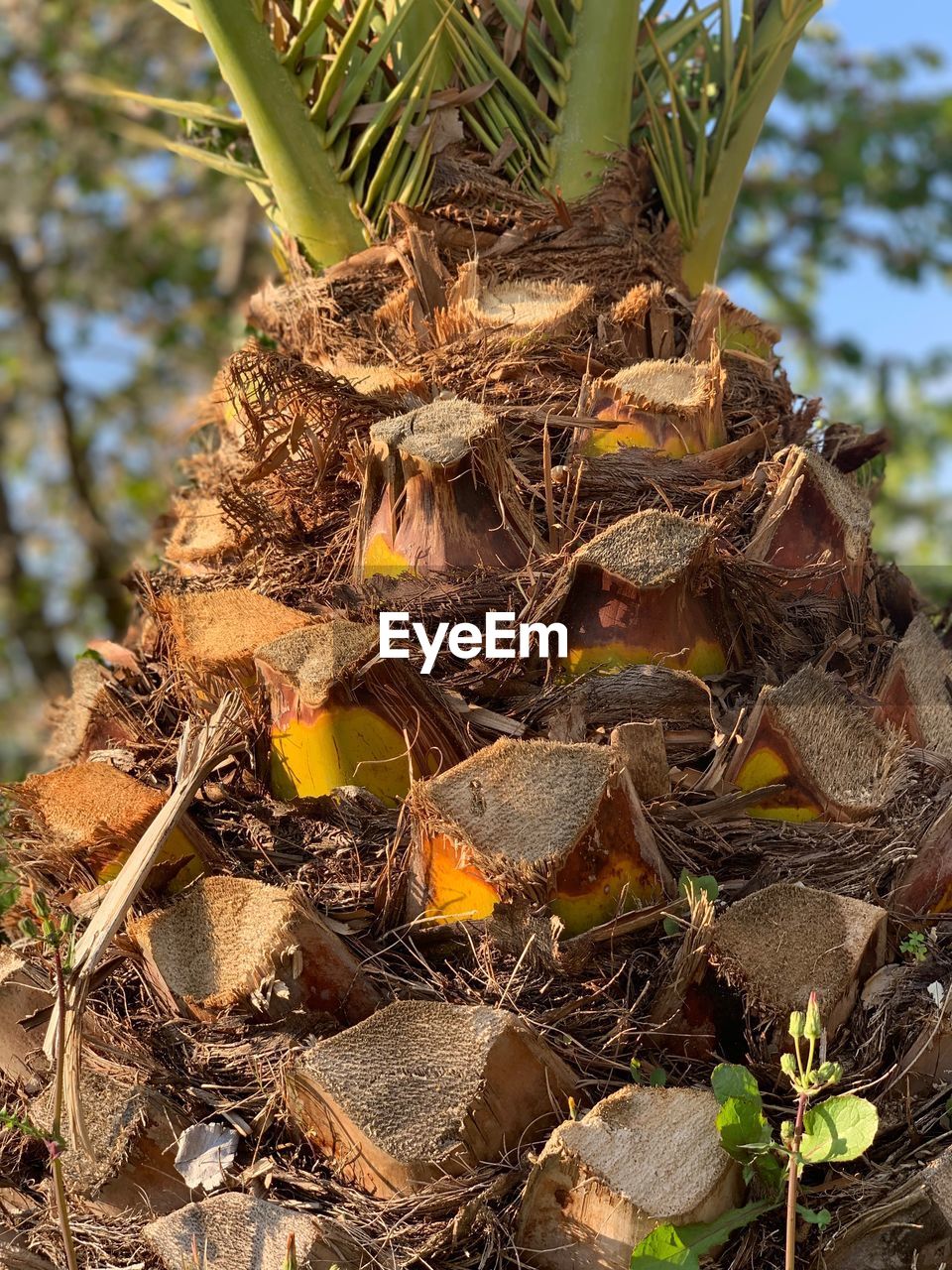 CLOSE-UP OF NEST ON TREE