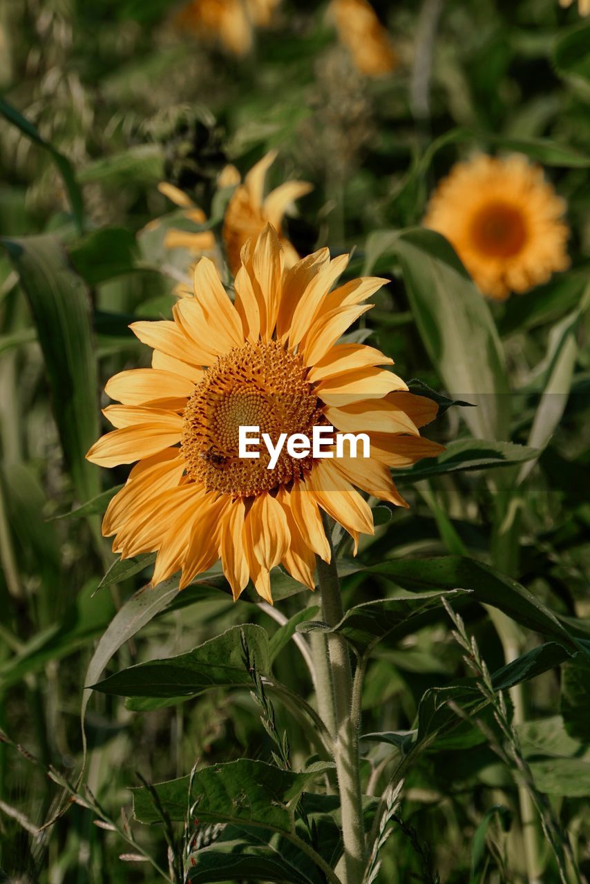 plant, flower, flowering plant, freshness, beauty in nature, flower head, growth, yellow, nature, petal, fragility, inflorescence, close-up, sunflower, field, no people, landscape, rural scene, land, plant part, pollen, botany, focus on foreground, leaf, outdoors, summer, agriculture, asterales, day, blossom, springtime, sunlight, green, wildflower, selective focus, environment