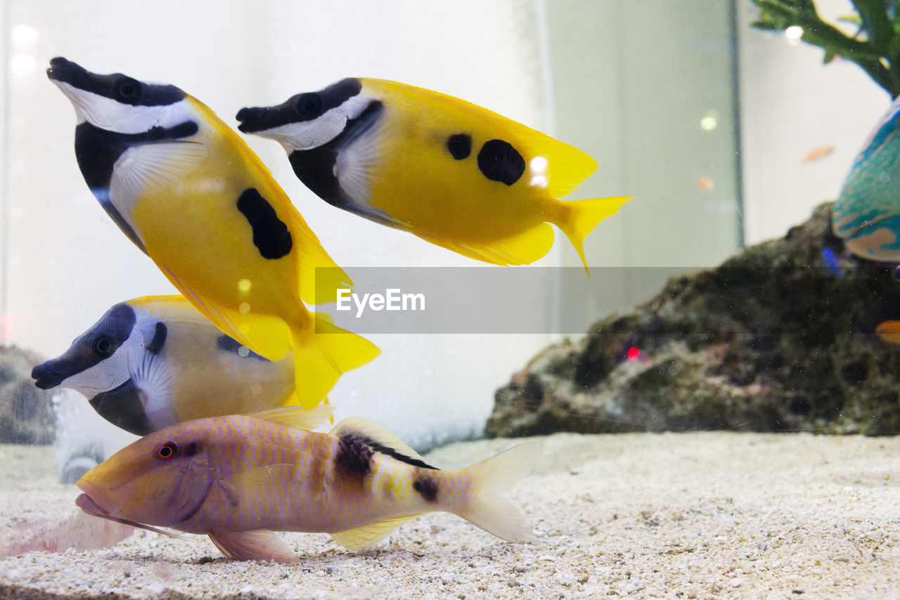 CLOSE-UP OF YELLOW BIRD ON AQUARIUM