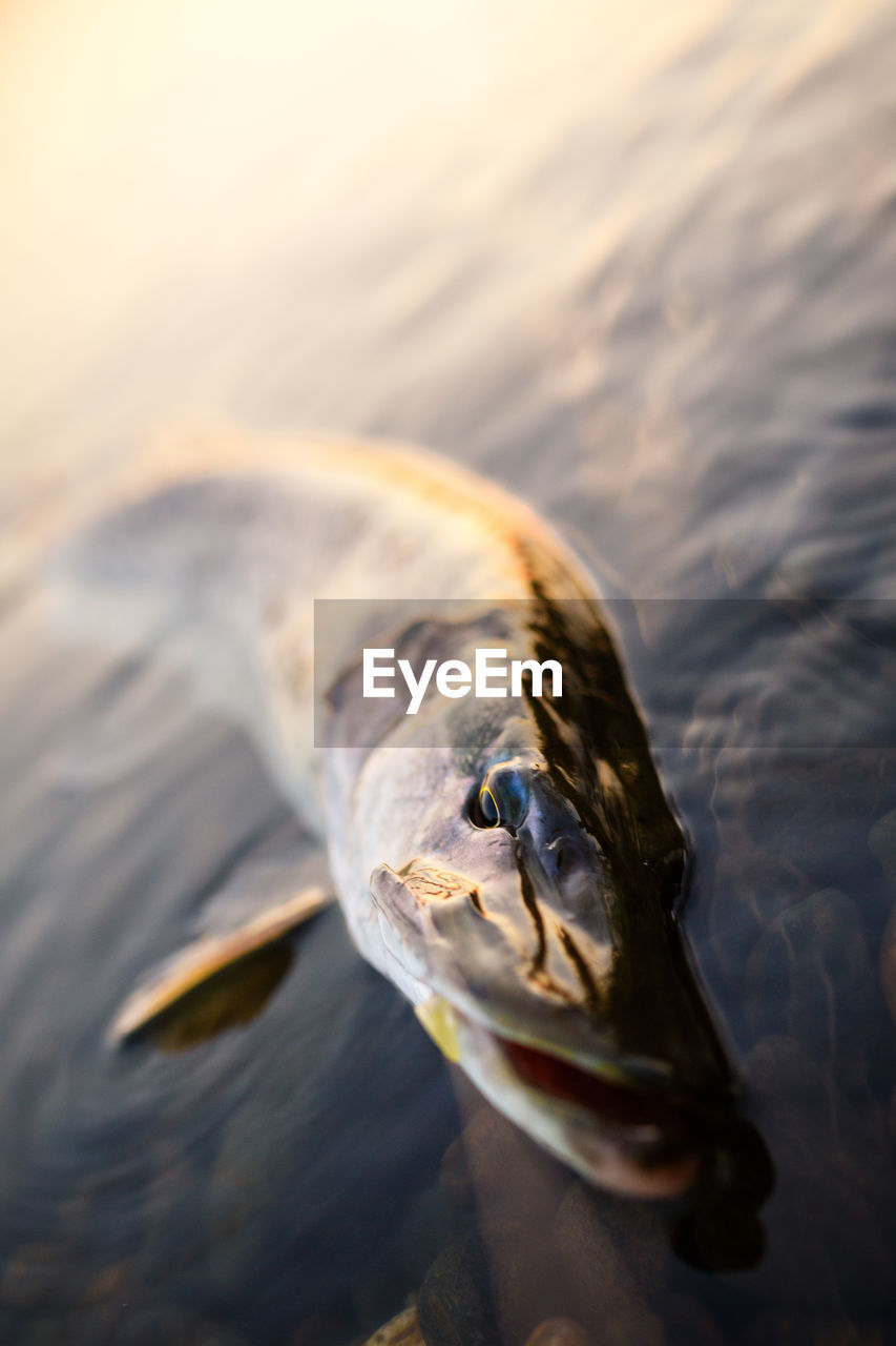 Close-up of pike fish