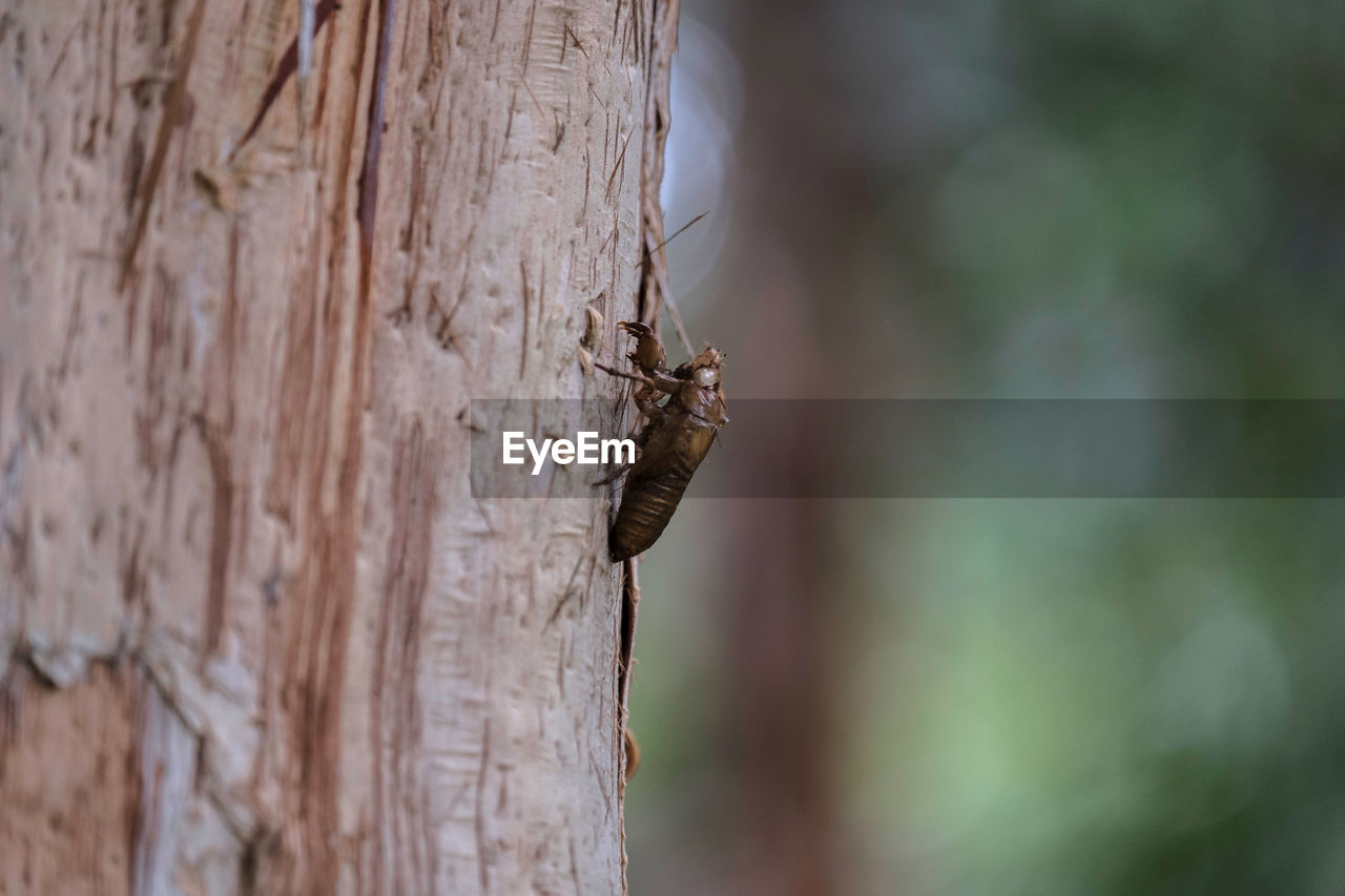 INSECT ON TREE TRUNK