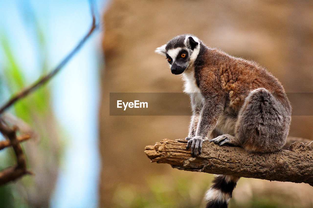 Side view of lemur sitting on branch