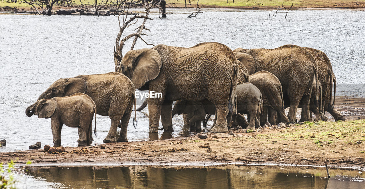 ELEPHANT IN LAKE