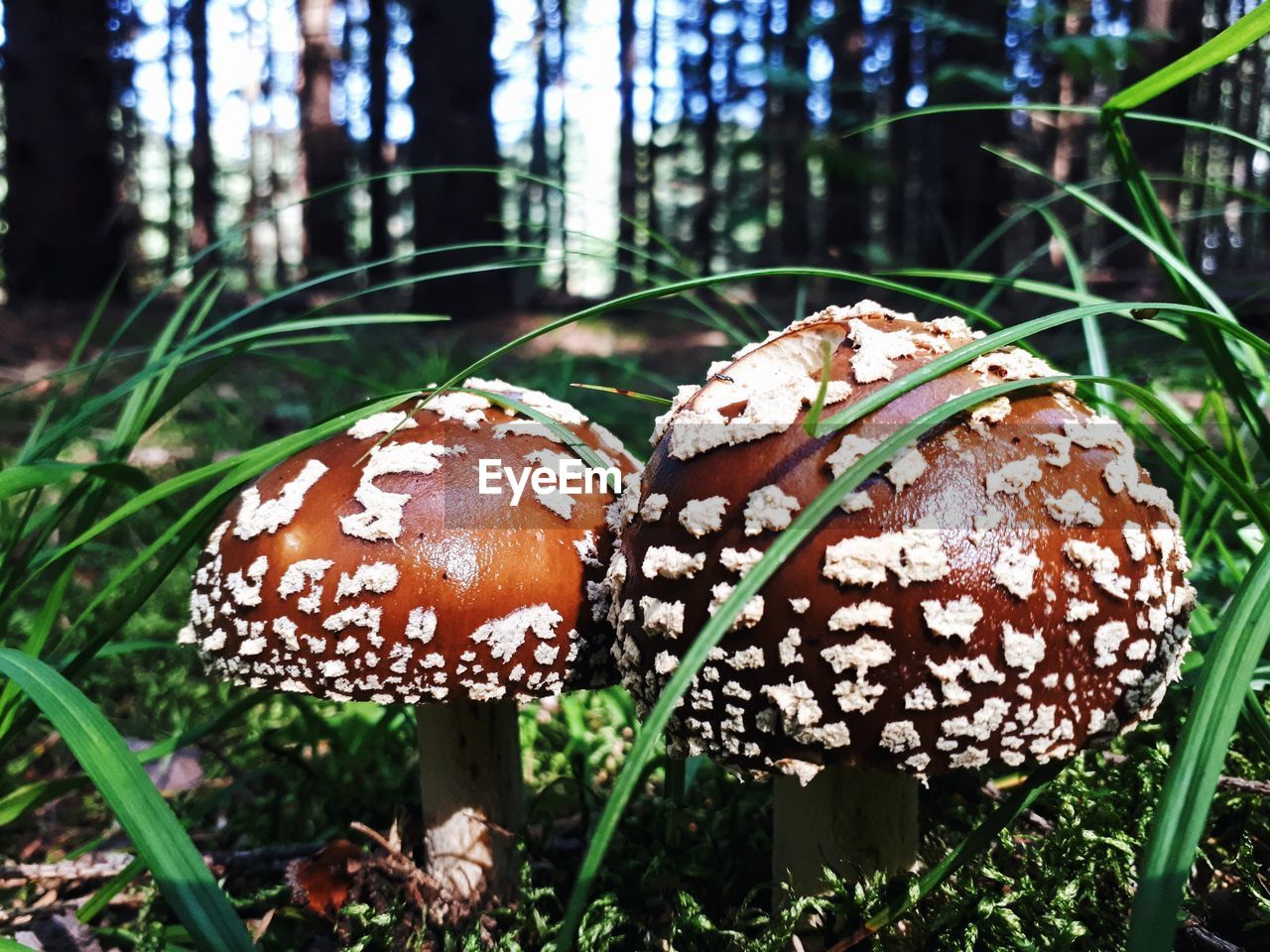 Close-up of mushroom growing in forest