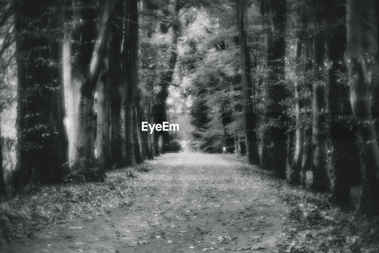 ROAD IN FOREST