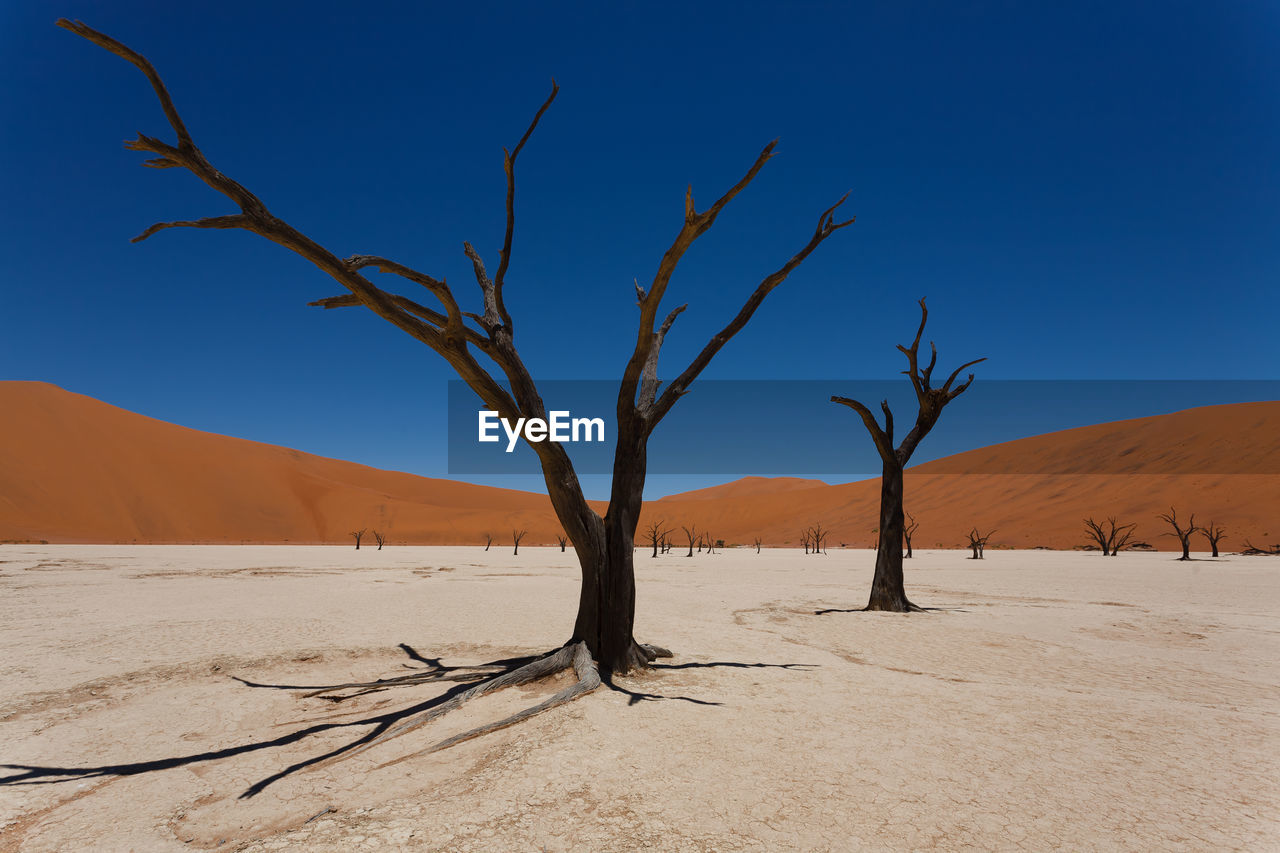 Bare trees at desert against clear blue sky
