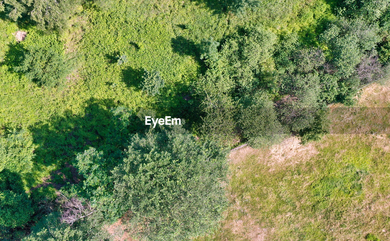 HIGH ANGLE VIEW OF TREES GROWING ON LAND