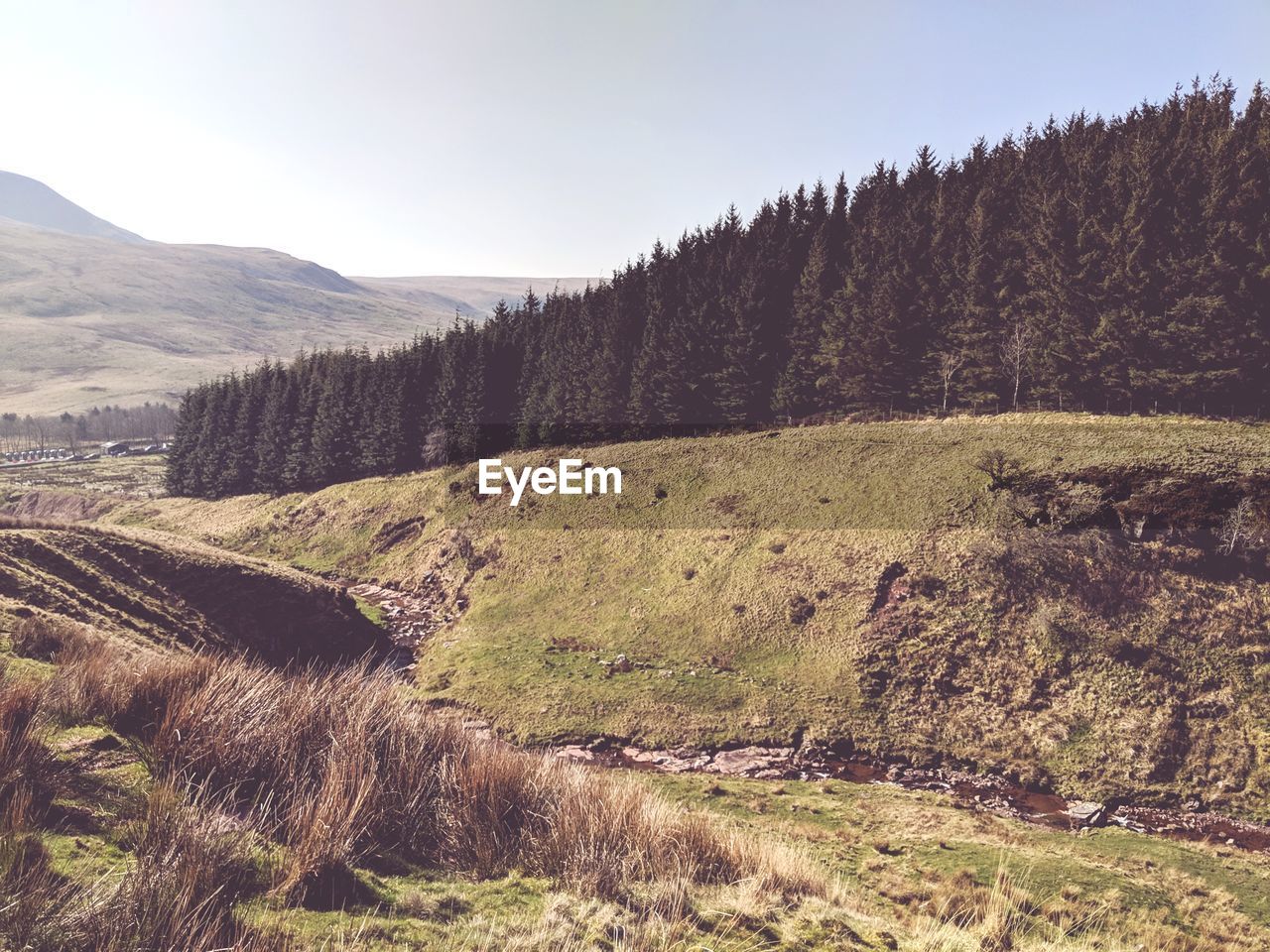 Scenic view of field against clear sky