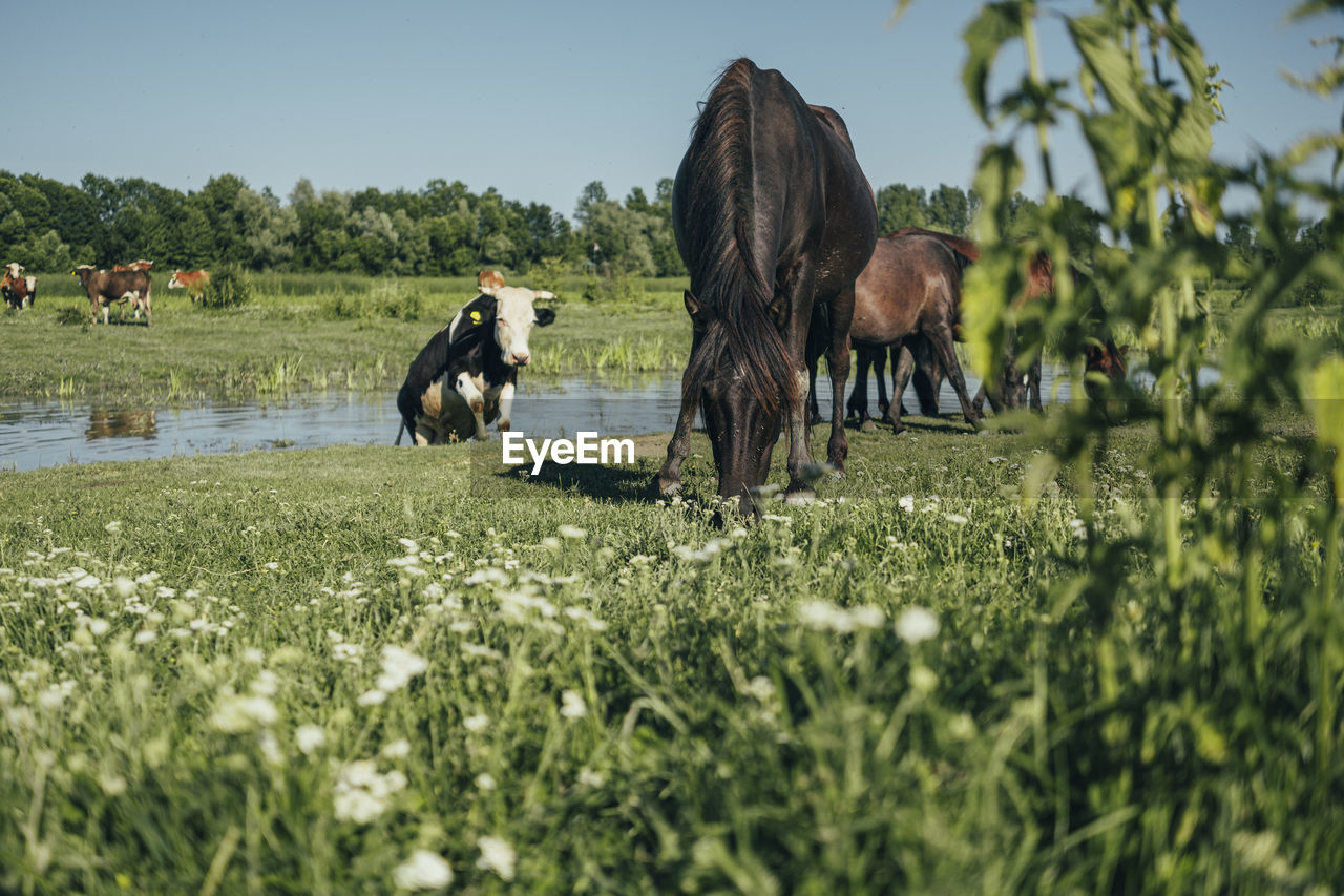 Horses grazing in a field