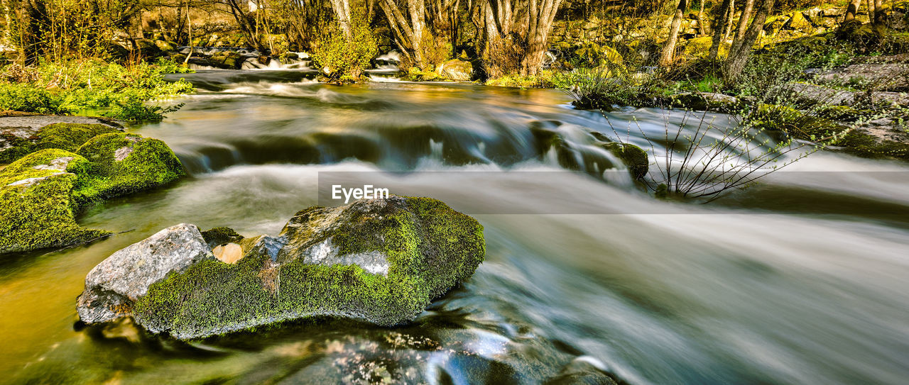 Scenic view of river flowing through rocks in forest