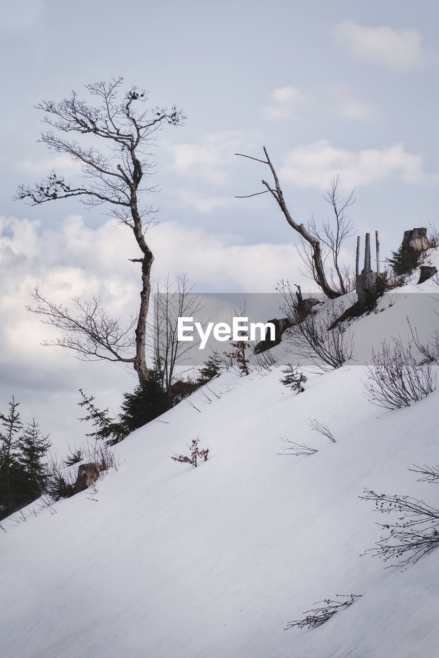 Bare tree on snow covered field against sky