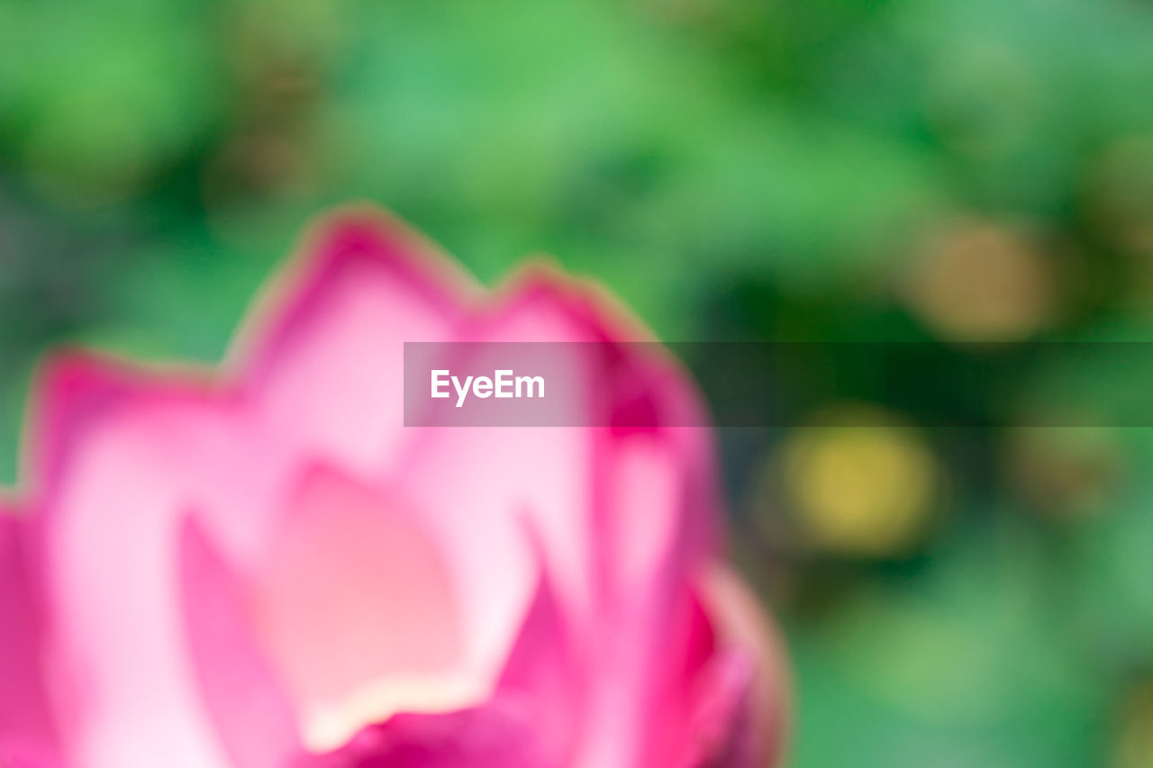 CLOSE-UP OF PINK FLOWERS BLOOMING OUTDOORS