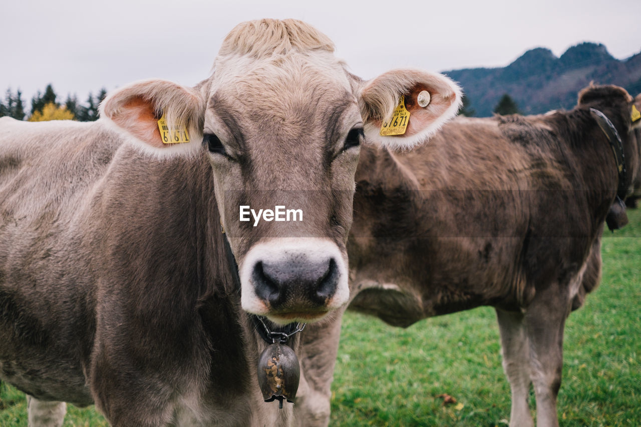 Portrait of cows on field